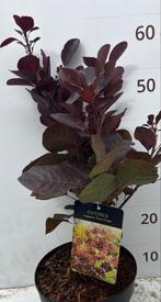 Cotinus coggygria 'Royal Purple' - Pruikenboom, Volle zon, Vaste plant, Bloeit niet, Ophalen