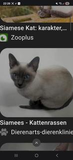 Gezocht! Siamese kitten, Dieren en Toebehoren, Ophalen of Verzenden