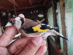Parva putter pop gezocht ( marokaanse of algerijnse), Dieren en Toebehoren, Vogels | Overige Vogels, Vrouwelijk, Wildzangvogel