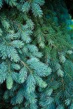 Gezocht : Dennentakken /Coniferentakken omg. Krimpenerwaard, Ophalen of Verzenden