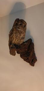 Opgezette bosuil, Verzamelen, Dierenverzamelingen, Ophalen of Verzenden, Vogel, Opgezet dier