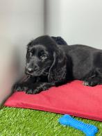 Engelse cocker pups reutjes, Dieren en Toebehoren, België, Rabiës (hondsdolheid), 8 tot 15 weken, Meerdere dieren