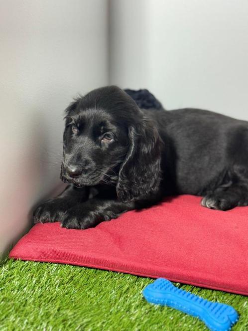 Engelse cocker pups reutjes, Dieren en Toebehoren, Honden | Retrievers, Spaniëls en Waterhonden, Meerdere dieren, Spaniël, Fokker | Professioneel