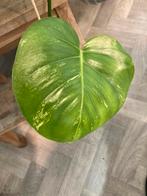 Monstera white mint, Huis en Inrichting, Kamerplanten, Ophalen of Verzenden, Halfschaduw, Minder dan 100 cm