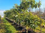 Eriobotrya Japonica, loquat, grote maten uitverkoop, Ophalen, In pot, Overige soorten, Lente
