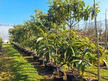 Eriobotrya Japonica, loquat, grote maten uitverkoop beschikbaar voor biedingen