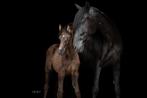 Hengstveulen v. Cassanova du bois, Dieren en Toebehoren, Pony's, Hengst, Niet van toepassing, A pony (tot 1.17m), 0 tot 2 jaar