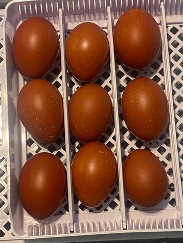 marans broedeieren, Raszuiver beschikbaar voor biedingen