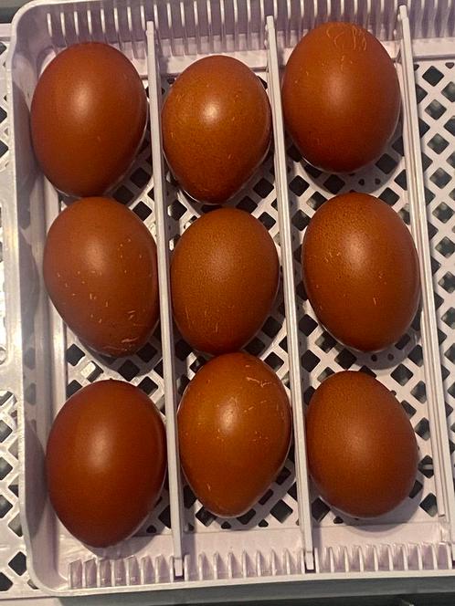 marans broedeieren, Raszuiver, Dieren en Toebehoren, Pluimvee, Kip, Geslacht onbekend