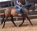 Brave 9 jr allrounder 1,62mtr( recreatie-manege-sport), Dieren en Toebehoren, Paarden, Merrie, B, Gechipt, 7 tot 10 jaar