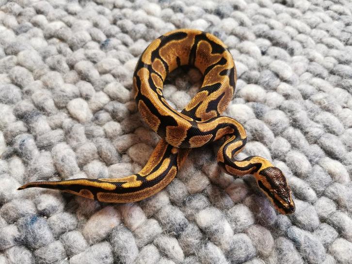 1.0 Enchi Koningspython