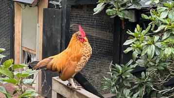 Wie heeft er een plekje voor deze mooie jonge haan? beschikbaar voor biedingen