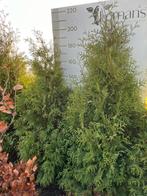 Coniferen, Tuin en Terras, Planten | Struiken en Hagen, Ophalen, Conifeer, 100 tot 250 cm