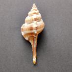 Schelpen - Vokesimurex malabaricus, Verzamelen, Mineralen en Fossielen, Ophalen of Verzenden, Schelp(en)