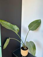 Mooie paradijsvogel plant 50 cm hoog, Huis en Inrichting, Kamerplanten, Ophalen, Overige soorten, Minder dan 100 cm, Volle zon