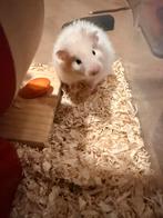 Leuke jonge syrische hamster, Hamster, December, Vrouwelijk, Tam