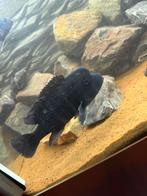 Frontosa cichlide, Dieren en Toebehoren, Vissen | Aquariumvissen, Vis