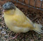 Kanarie Geel, Bont, Rood etc., Dieren en Toebehoren, Vogels | Kanaries, Meerdere dieren, Kleurkanarie