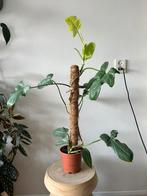Philodendron golden violin met mos stok, Ophalen, Overige soorten, Minder dan 100 cm