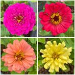 Zaden zinnia mix - NU 2e ZAKJE GRATIS!, Ophalen of Verzenden, Voorjaar, Volle zon, Zaad