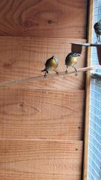 Japanse Nachtegalen. Met overdrachtsverklaring., Dieren en Toebehoren, Vogels | Overige Vogels, Meerdere dieren, Geringd