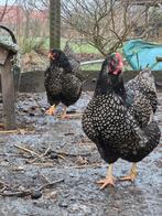 4 kippen; Noord Hollands blauwe, Brahma, Barnevelder kippen, Dieren en Toebehoren, Pluimvee, Vrouwelijk, Kip