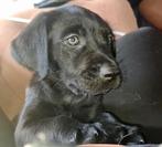 Laatste reu labrador x golden x Australiëan shaperd, Dieren en Toebehoren, CDV (hondenziekte), 8 tot 15 weken, Labrador retriever