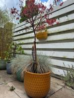 Supermooi honingkleur, keramische bloempot voor buiten, Tuin en Terras, Bloempotten, Overige materialen, Rond, Tuin, Zo goed als nieuw
