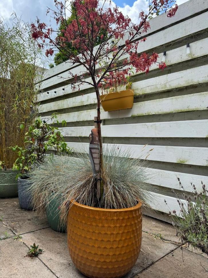 Supermooi honingkleur, keramische bloempot voor buiten, Tuin en Terras, Bloempotten, Zo goed als nieuw, Overige materialen, Binnen