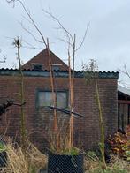 Meerstammige Gladitsia Sunburst 3m, Tuin en Terras, Overige soorten, Lente, 250 tot 400 cm, Ophalen