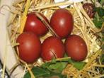 Marans kippen., Dieren en Toebehoren, Pluimvee, Vrouwelijk, Kip