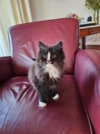 Een langharig katertje Noorse Boskat, Dieren en Toebehoren, Kater, Ontwormd, 0 tot 2 jaar