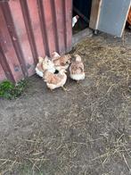 Wyandotte  kippetjes, Dieren en Toebehoren, Pluimvee, Mannelijk, Kip