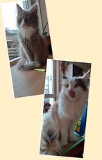 Moederpoes en kitten, Poes, Ontwormd