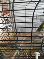 Tekoop verschillende grasparkietjes, Dieren en Toebehoren, Vogels | Parkieten en Papegaaien, Meerdere dieren, Parkiet