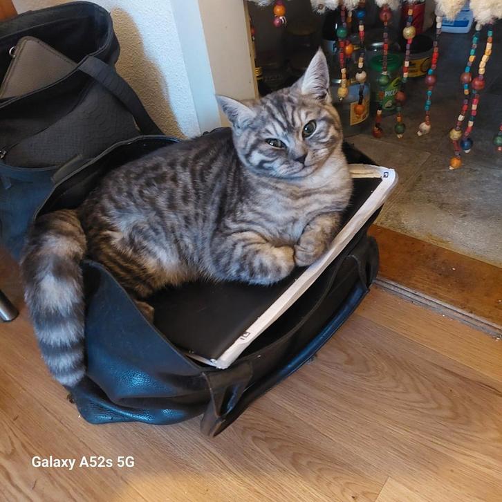 Britse korthaar kitten een katertje, Dieren en Toebehoren, Katten en Kittens | Raskatten | Korthaar, Kater, 0 tot 2 jaar, Met stamboom