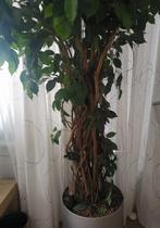 Kunststof Ficus Benjamina H 2.50 X Br 1.00 cm, Tuin en Terras, Planten | Bomen, Bloeit niet, Treurboom, 100 tot 250 cm, Ophalen
