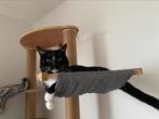 Deze 3jarige 3potige Kater zoekt een baasje, Dieren en Toebehoren, Kater