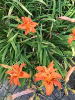 Oranje Daglelie - Zomerbloeier, Tuin en Terras, Planten | Tuinplanten, Overige soorten, Volle zon, Vaste plant, Ophalen of Verzenden