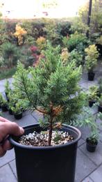 Chinese jeneverbes ‘stricta’ in pot - ideaal voor bonsai, Tuin en Terras, Bloeit niet, Overige soorten, Minder dan 100 cm, Ophalen