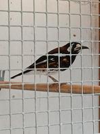 Kastanjebruin lijster man, Dieren en Toebehoren, Mannelijk
