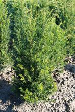Taxus, Tuin en Terras, Planten | Struiken en Hagen, Ophalen of Verzenden, Taxus, Struik, Minder dan 100 cm