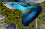 🔵🔵 High Quality Blue Singa Blue Tail guppen 🔵🔵, Vis, Zoetwatervis, Schoolvis