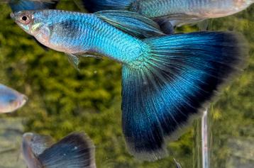 🔵🔵 High Quality Blue Singa Blue Tail guppen 🔵🔵 beschikbaar voor biedingen