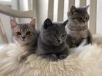Lieve Brits korthaar kittens, Dieren en Toebehoren, Katten en Kittens | Raskatten | Korthaar, Meerdere dieren, Ontwormd, 0 tot 2 jaar