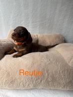 Teckel pups 4 reutjes mogen het nestje verlaten, Dieren en Toebehoren, Honden | Teckels en Dashonden, Standaard, CDV (hondenziekte)