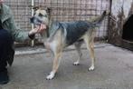 Lang wachtende Kenjy  ter adoptie🙏, Dieren en Toebehoren, Honden | Niet-rashonden, Particulier, Rabiës (hondsdolheid), Buitenland