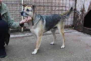 Lang wachtende Kenjy  ter adoptie🙏 beschikbaar voor biedingen