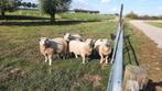 4x Prachtige biologische fokooien maart 2025, Vrouwelijk, Schaap, 0 tot 2 jaar