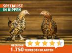 Nederlandse sabelpoot krielkip | Rustig en tam, geënte kip